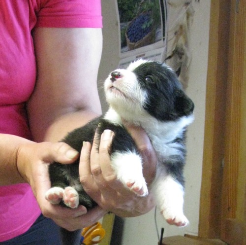 panchovypaste:  Jack the Australian shepherd turns 1 on Jul 26th. Congrats buddy! 