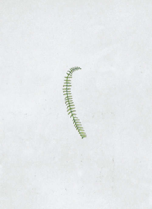 Lonely fern, courtesy of the talented Eric Chase Anderson