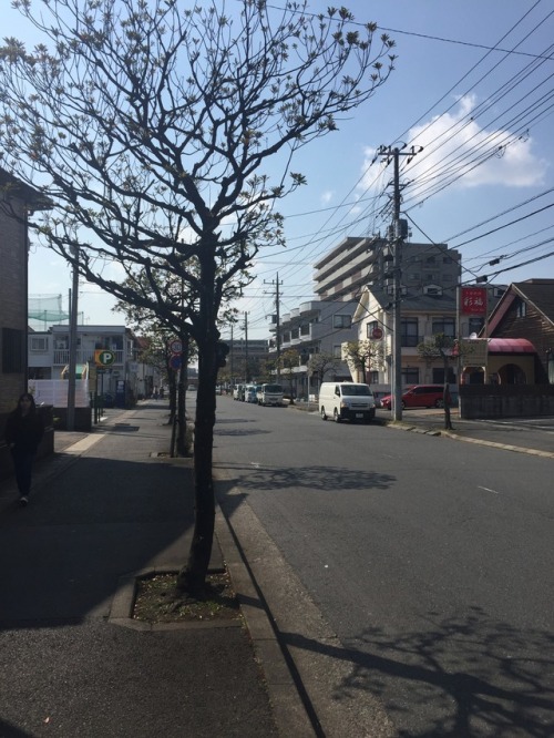 tokyomicma:  cherry blossoms + a taste of my commute home