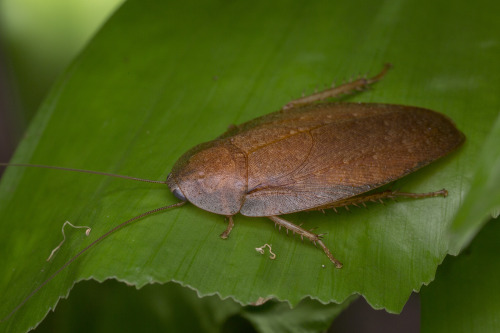 onenicebugperday:Cockroaches and nymphs in the genus Pseudophoraspis Found in Southeast AsiaPhotos 1