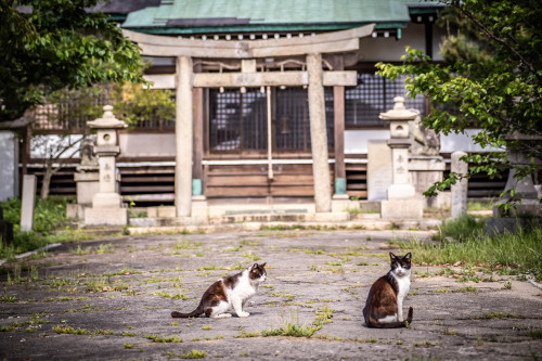 Stray Cats Island.