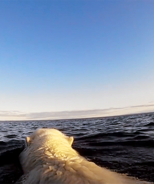 tofutits:  biomorphosis:  Climate change is pulling the sea ice out from under polar