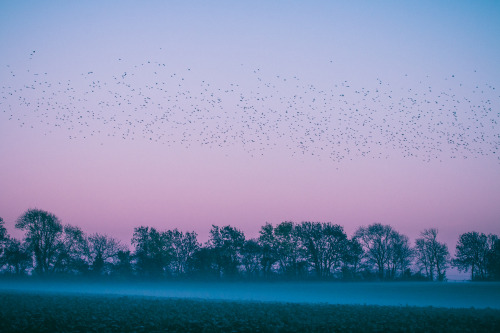 stereocolours: One day i’ll get a proper chance to capture a flock like this again. From the 2