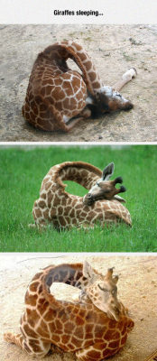 srsfunny:  Ever Seen A Giraffe Sleeping?http://srsfunny.tumblr.com/