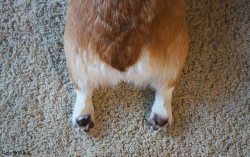 corgnelius:  I love Corgi’s butt to stump