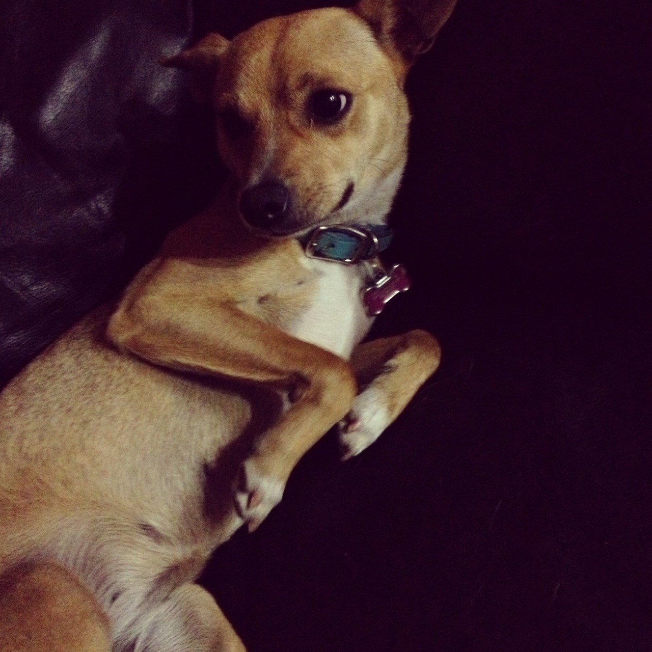 hypnoticpsychotic:  kyosoma:  amy-lou-who-916:  welc0me-tohell:  This is my dog,