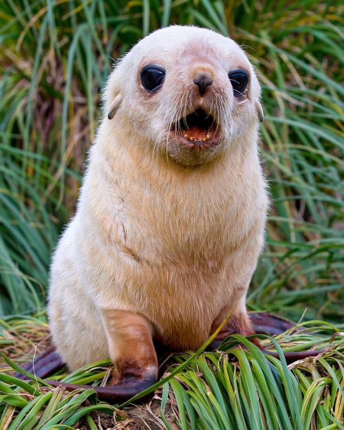  This fearless baby fur seal charged at me from its hiding spot amongst the tall grass of South Geor