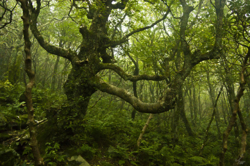 frolicingintheforest:Mountain forest. 