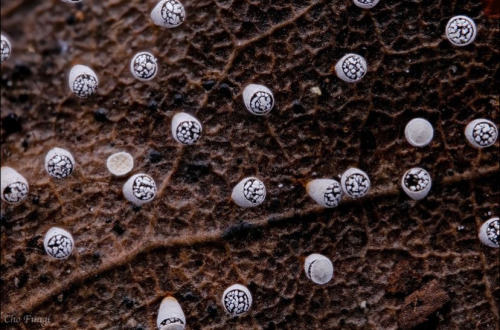 Craterium Leucocephalum By Eric Cho