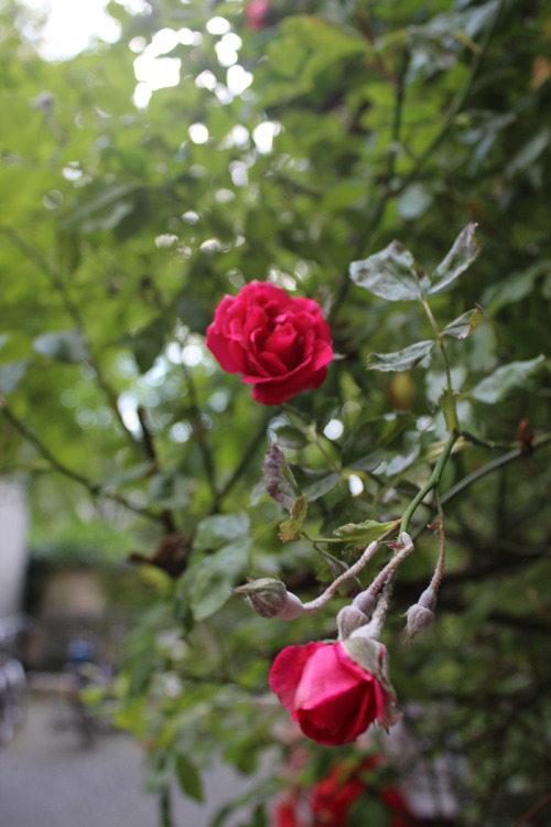 Dreamy roses at the Hackesche Höfe in Berlin.