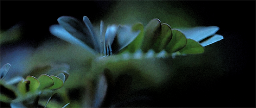 amatesura:Hannigram | a modern retelling of  Beauty and the Beast