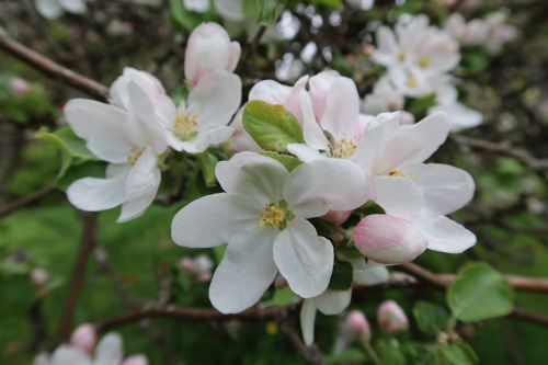 anskupics: Malus domestica — apple