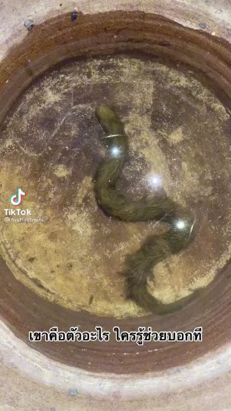 Sex ceekari:bogleech:kedreeva:A snake in Thailand pictures