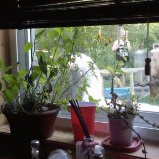 importantbirds:  Geesethey arriv……. The mots horror video is…… a reality.Danger
