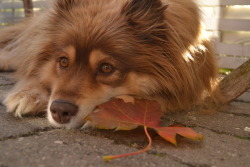 finnishlapphundblog:  I found a leaf! 