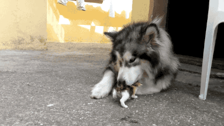tastefullyoffensive:  Malamute Meets Kitten for the First Time 