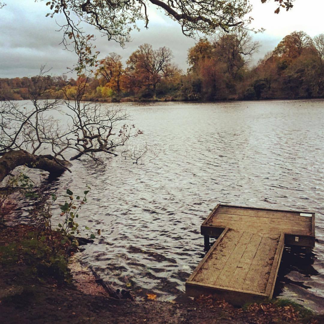 Autumn walks #autumn #autumnleaves #lake #tree