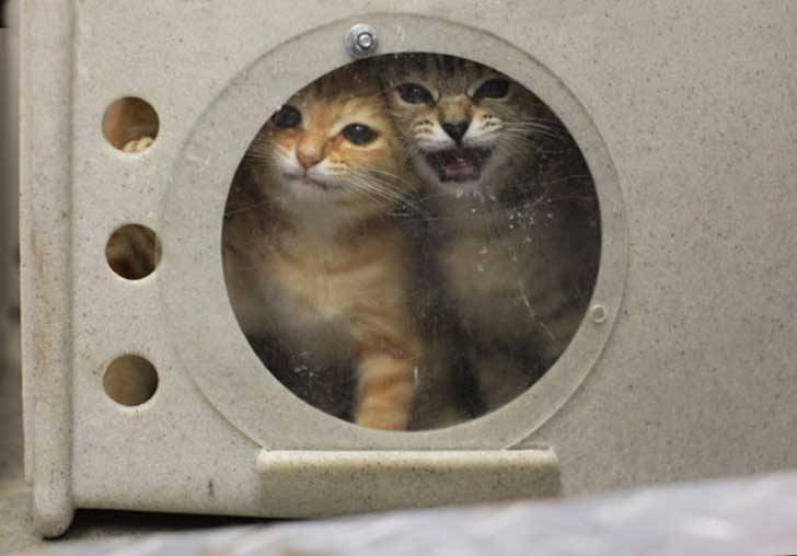 hola-me-llamo-blanka:  shintanohitomi:  Cada día miles de animales en el mundo mueren