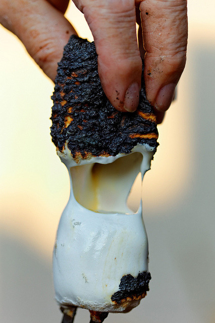 increasingly-irrelevant:The only way to roast a marshmallow SET IT ON FIRE