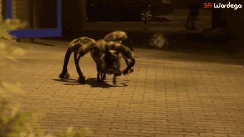 humblebumble:  lawebloca:  Giant Mutant Spider Dog Prank ** video **  this was amazing 