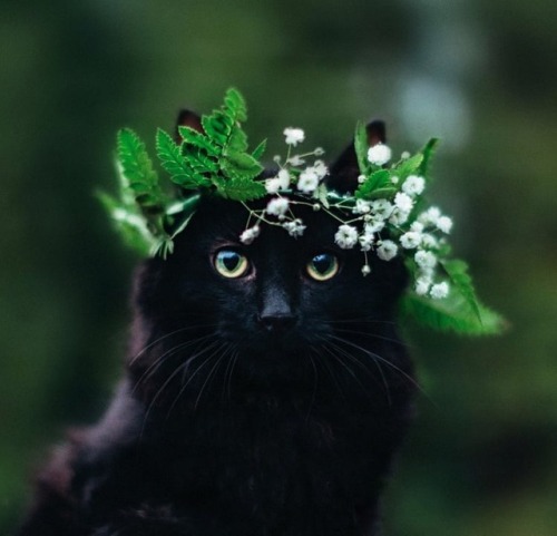 milkcauldron: May 29, 2018: Flower Moon in Sagittarius, 10:20 am We got a full moon coming up on Tue