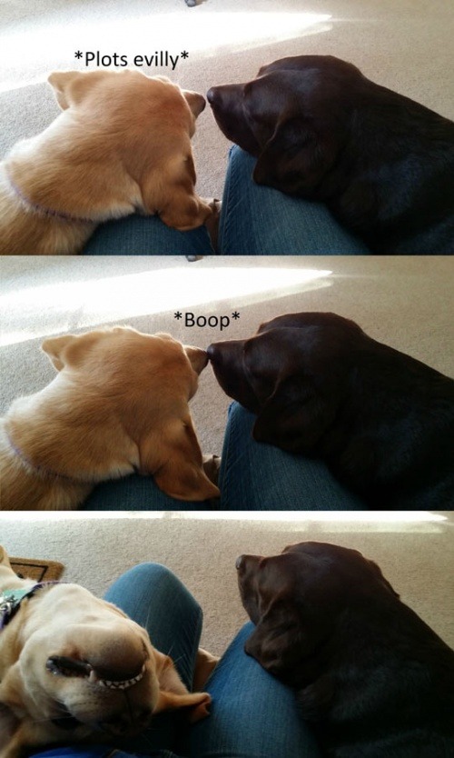 lolshtus:  That Sneaky Boop