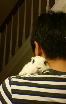 pycbunnies:  Coco gives the best hug! 