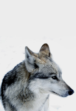 johnnybravo20:  Wolf (by Nyu)