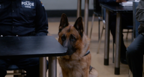 one-thousand-push-ups:Brooklyn K-9 ft. all the Cheddars 