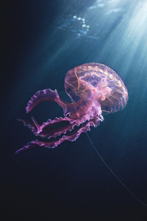 captvinvanity:Alexander Semenov | Pelagia noctiluca