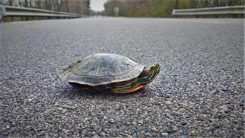 Saved a turtle from the road and then caught a quick fish from the creek he was traveling to