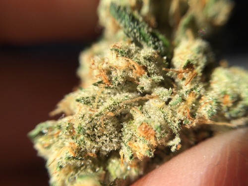 sailorstoner:  Blazin’ Sky The Lab Mira Loma, Ca 