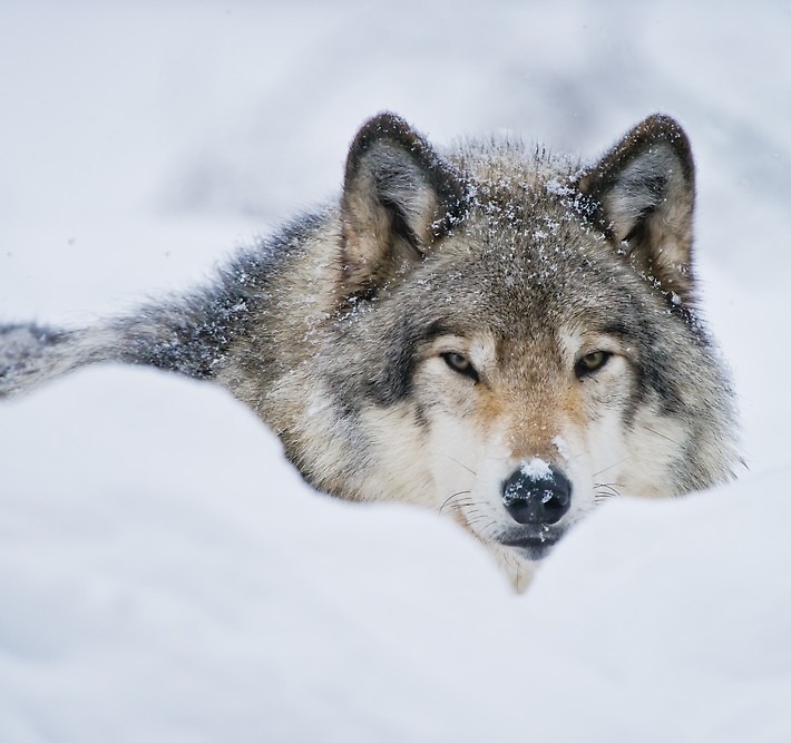 beautiful-wildlife:  Timber Wolf In Snow by © Michael Cummings