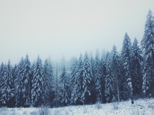 justapplyyourself:Shellburg Creek Trail. Santiam State Forest, Oregon.