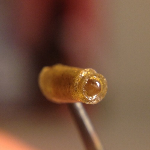 shine-my-way:  Phantom Og flower rosin made with love, making this stuff is so rewarding. ✨🔶💛🔆 (the first three pictures have hash with flower rosin and picture 7 is ravioli, mixed micron headband hashish pasta and liquid coke OG filling ;)