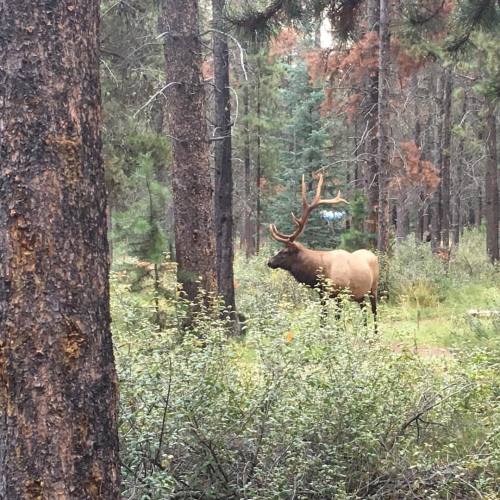 We had a visitor around our campsite for much of the evening. #jasper #alberta #camping #elk #wapiti