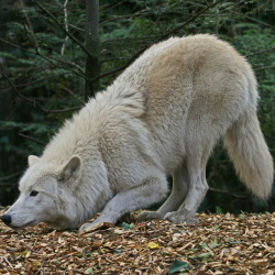 her-wolf:    Arctic Wolf. Artis Zoo.Amsterdam.