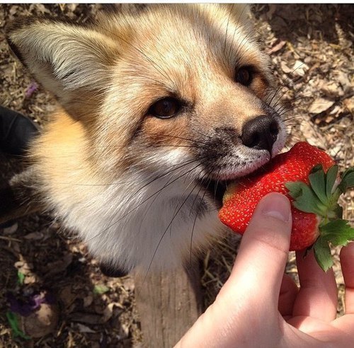 la volpe e’ cambiata ora all’uva preferisce la fragola &hellip;. gnammmm