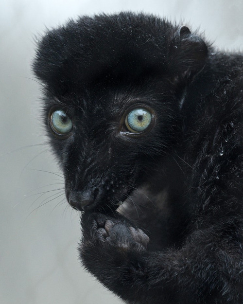 sdzoo - The blue-eyed black lemur is the only primate besides...