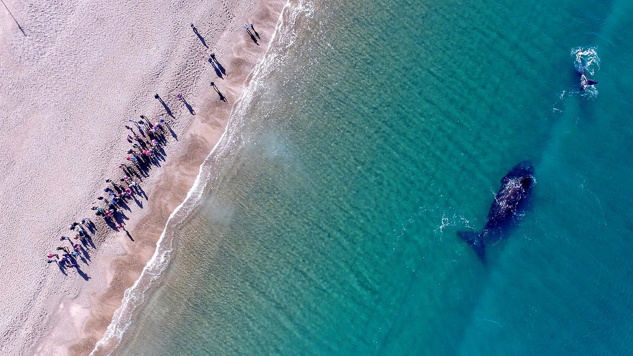 RECORD DE BALLENAS. Han procreado, jugado con sus crías y encantado a miles de turistas, pero el tiempo de volver a la Antártida se acerca para las ballenas francas australes que este año llegaron en número record. El Instituto de Conservación de...