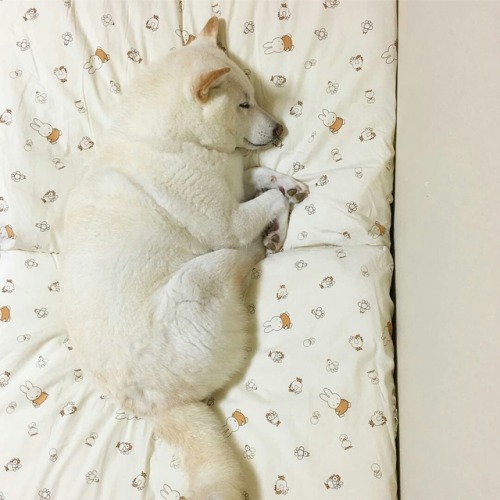 torukou:www.instagram.com/p/BoWL-7BA9wL/