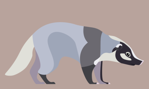 Arctonyx collaris - Hog Badger