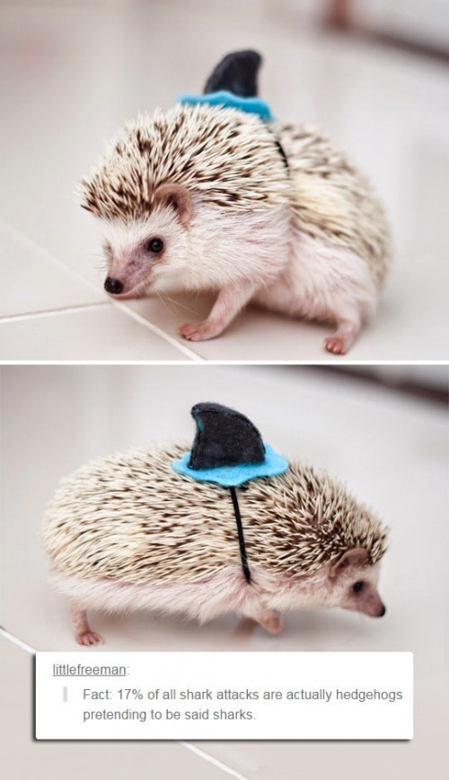 notnumbersix:  consort-of-the-queen:  happyandfulfilled:  daddypaul:  lolshtus: 