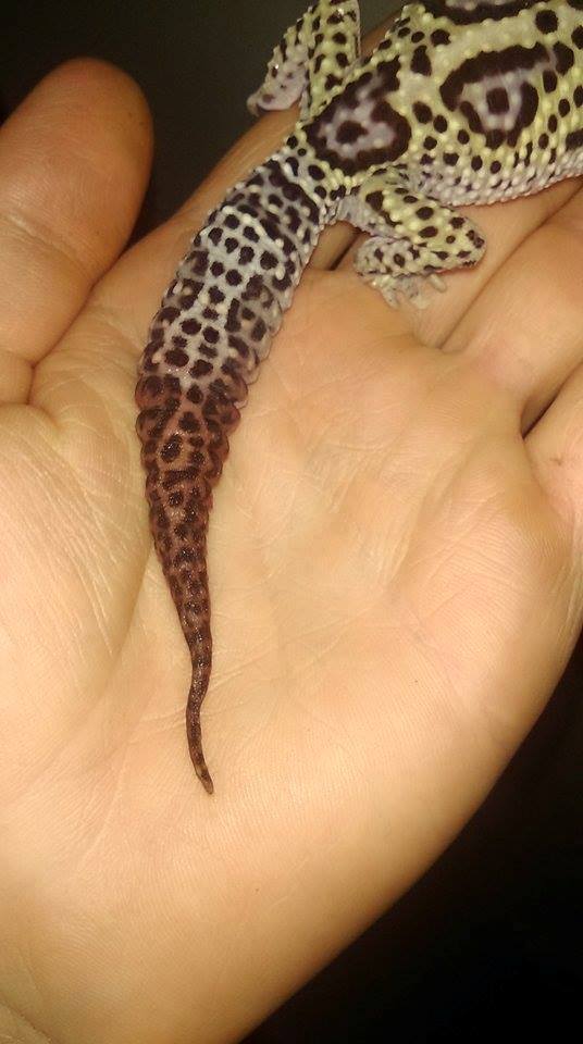 Lizard Beans Leopard Gecko Care [ 960 x 536 Pixel ]