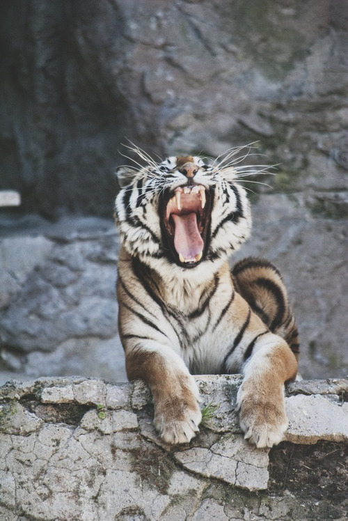 brutalgeneration:  Tumblr on We Heart It. http://weheartit.com/entry/57665343 
