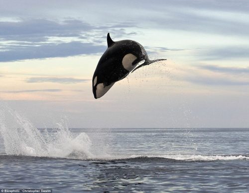 0rcinus0rca:  paleosteno:  dakotaismyboyname:  mockingnerd:  blackfishsound:  via Transient killer whale Research blog by Josh McInnes ©:  Probably the greatest photo of a transient killer whale ever taken hunting! Mexican coast transient chased