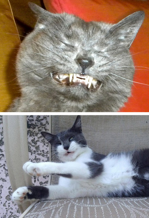 tastefullyoffensive:  Cats About to Sneeze [ferchenko]Previously: Cats Taking Selfies