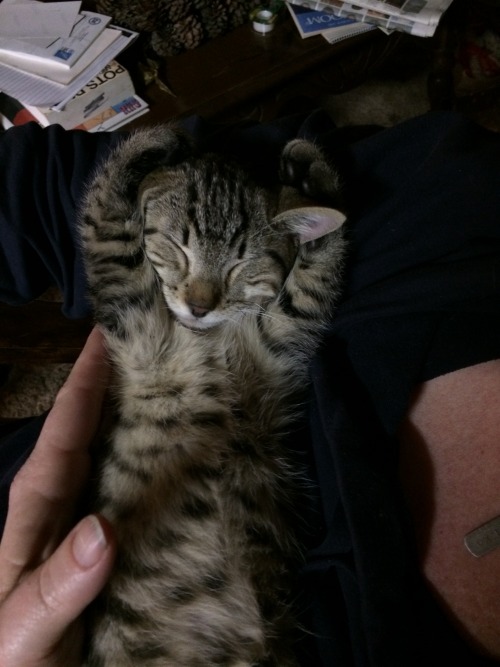 derpycats:Dudley was tired of all the noise we were making.