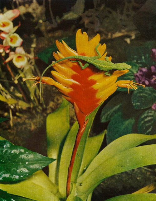 vintagenatgeographic: Key West Chameleon at the United States’ Southernmost flower show Nation