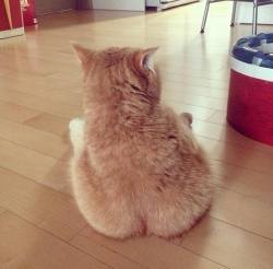 awwww-cute:  Cat Crack